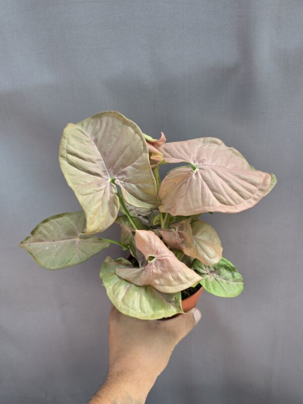 Syngonium Neon Robusta↑25cm ⊘12cm