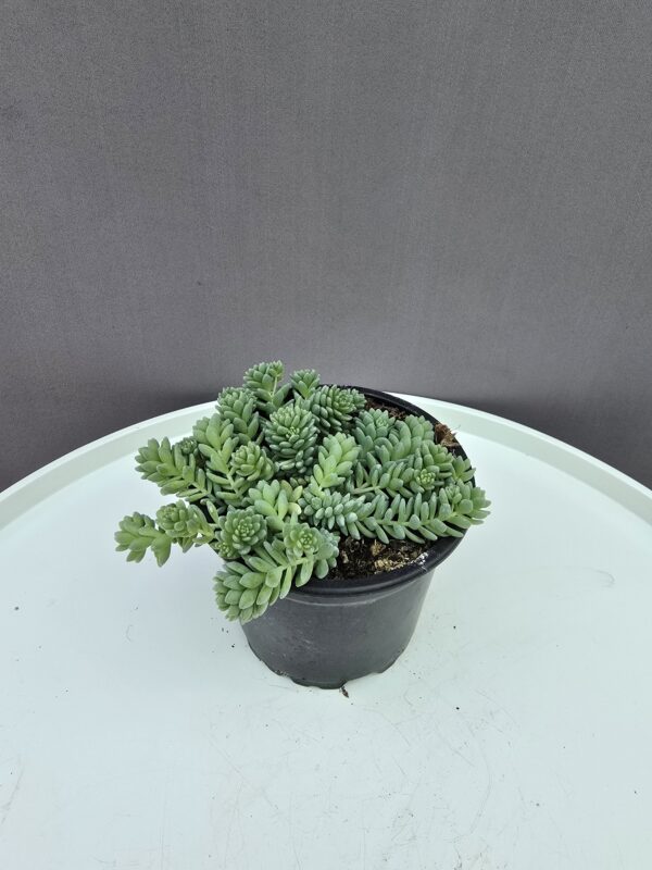 Sedum Dasyphyllum Major