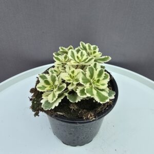 Sedum Atlantis