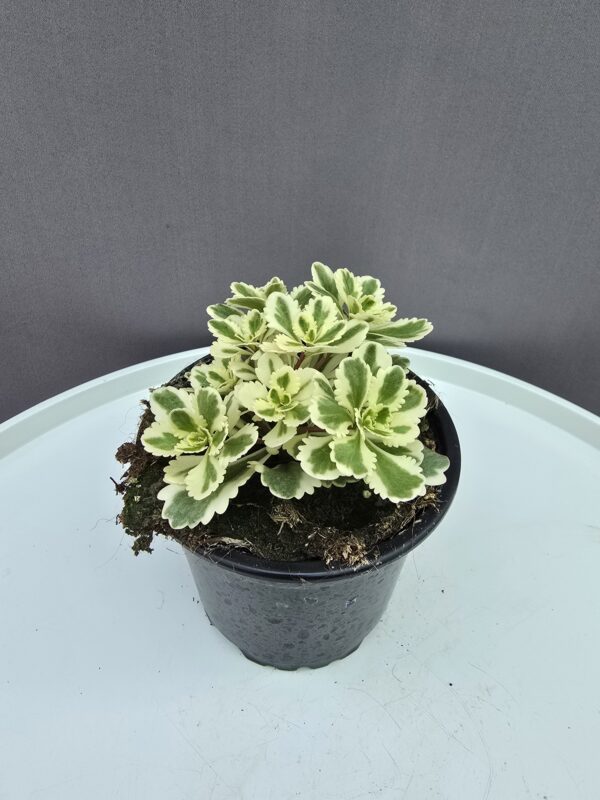 Sedum Atlantis
