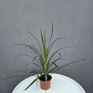 Dracena fej