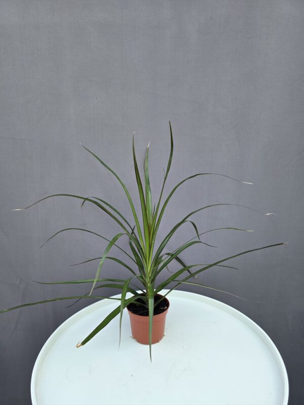 Dracena fej
