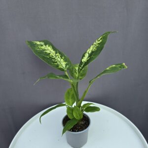 Dieffenbachia