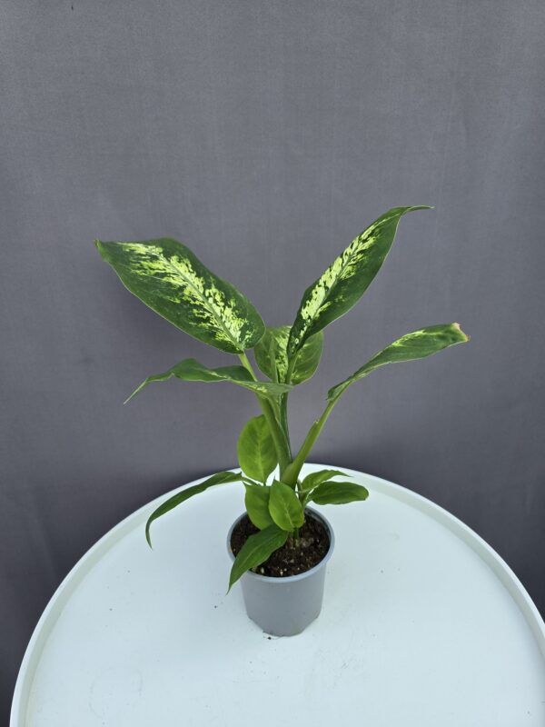 Dieffenbachia