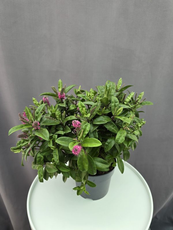 Hebe veronica - Veronikacserje ↑30cm ⊘15cm