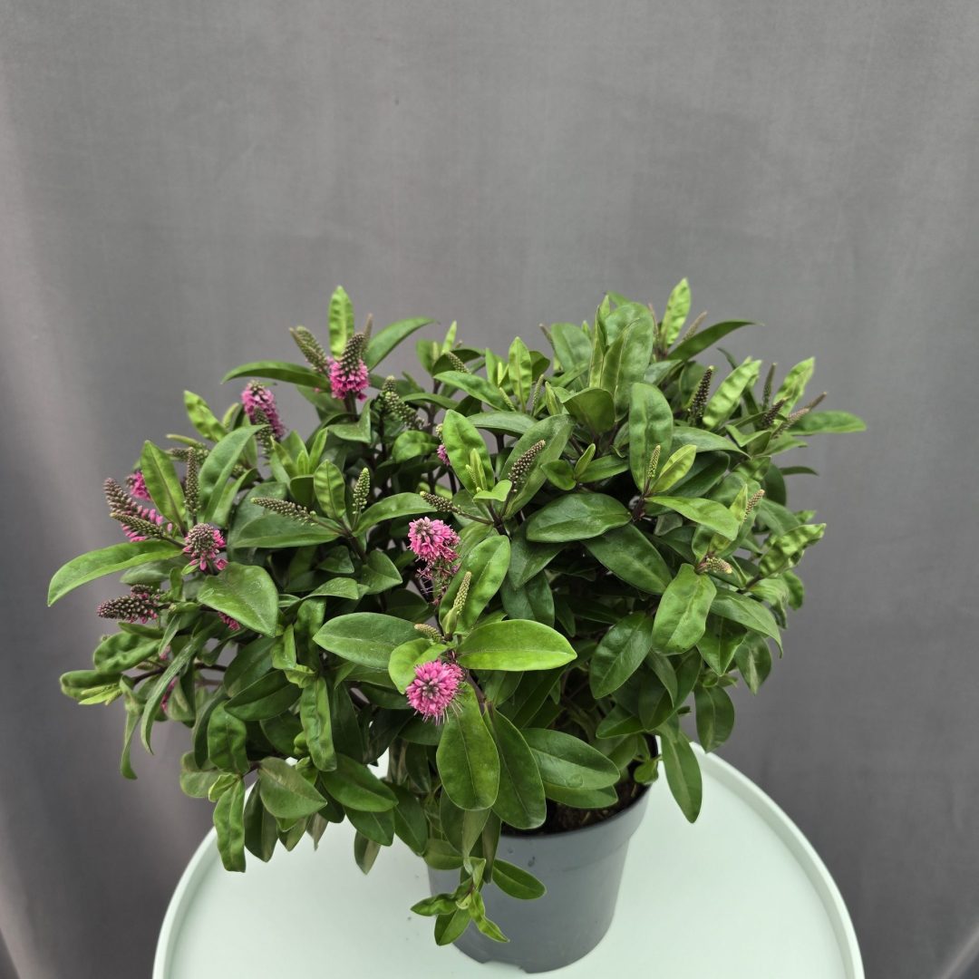 Hebe veronica - Veronikacserje ↑30cm ⊘15cm