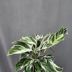 Calathea 'White Fusion' ↑40cm ⊘12cm