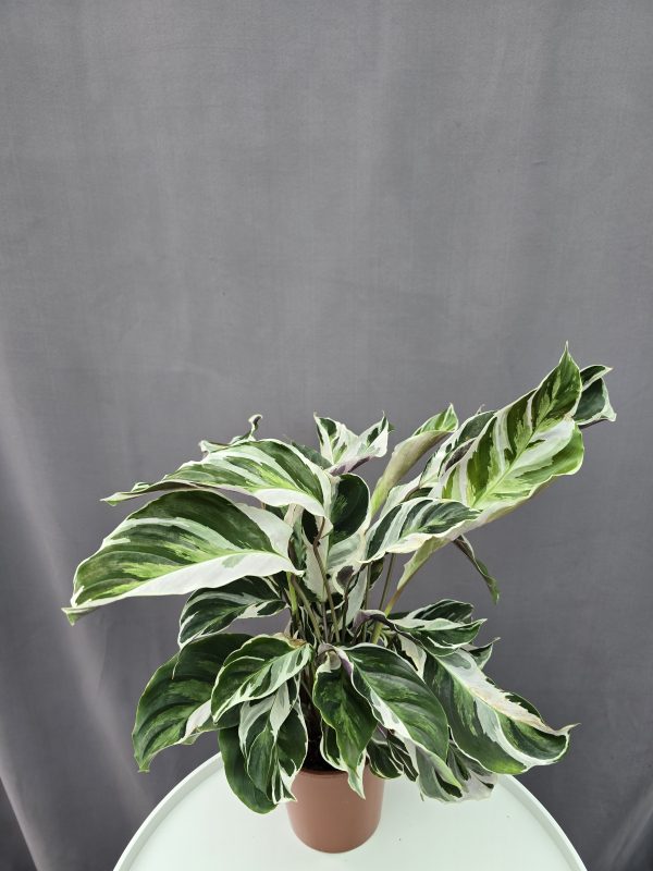 Calathea 'White Fusion' ↑40cm ⊘12cm