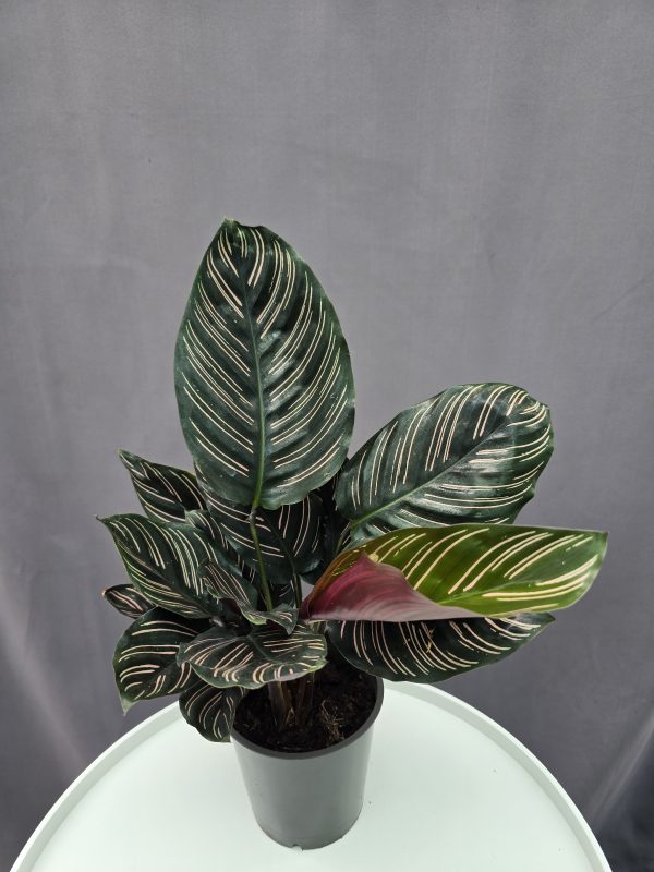 Calathea 'Ornata' ↑40cm ⊘12cm