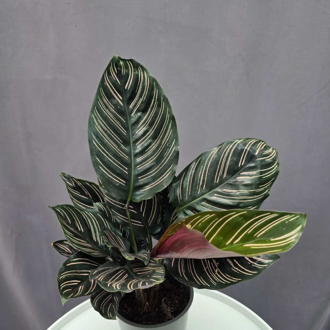 Calathea 'Ornata' ↑40cm ⊘12cm