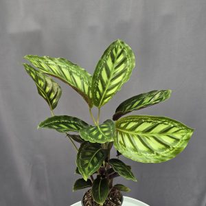 Calathea 'Flamestar' ↑40cm ⊘12cm