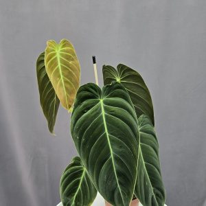 Philodendron 'Melanochrysum' ↑35cm ⊘12cm