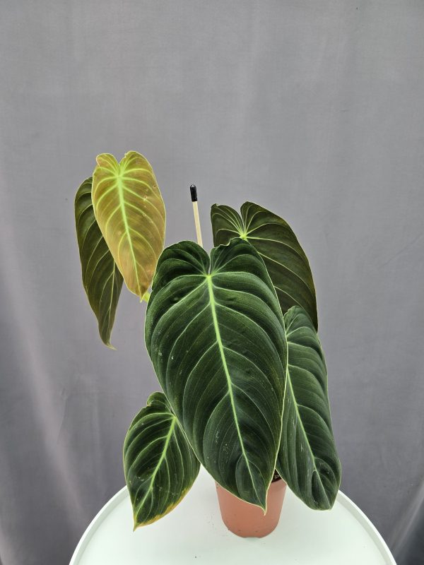 Philodendron 'Melanochrysum' ↑35cm ⊘12cm
