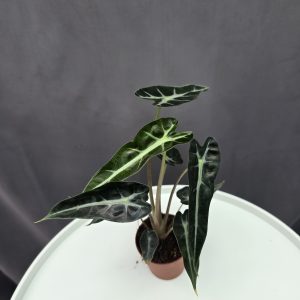 Alocasia 'Bambino' mini ↑20cm ⊘7cm
