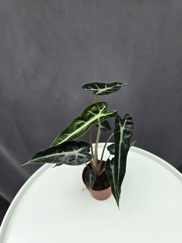 Alocasia 'Bambino' mini ↑20cm ⊘7cm