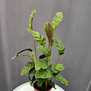 Calathea 'Greenstar'↑40cm ⊘12cm