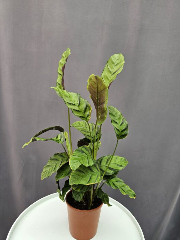 Calathea 'Greenstar'↑40cm ⊘12cm