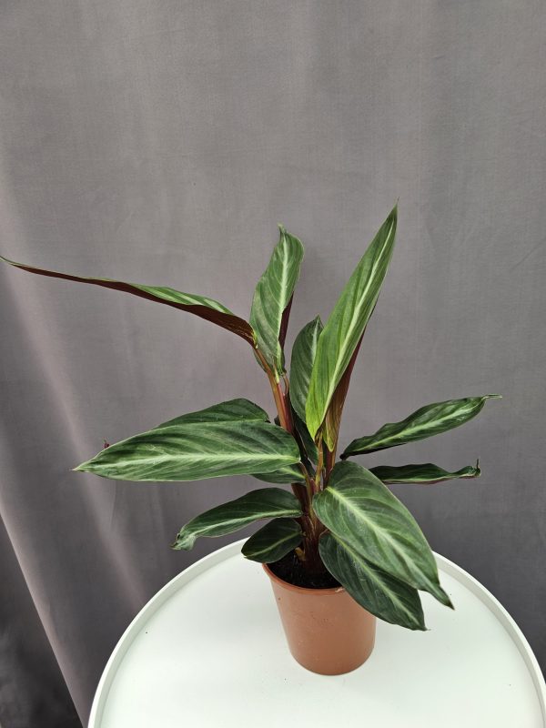 Stromanthe 'Sanguinea' ↑40cm ⊘12cm