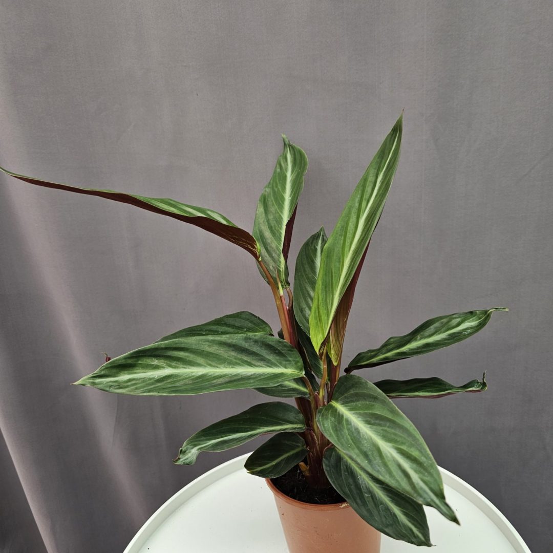 Stromanthe 'Sanguinea' ↑40cm ⊘12cm