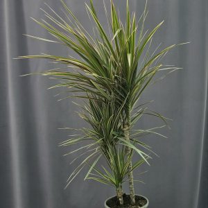 Dracaena marginata 'Bicolor' 3 töves ↑120cm ⊘21cm