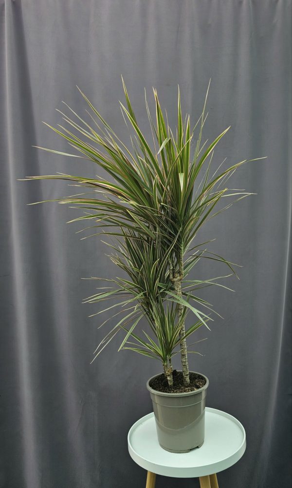 Dracaena marginata 'Bicolor' 3 töves ↑120cm ⊘21cm