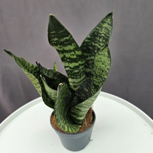 Sansaveria 'Zeylanica' ↑25cm ⊘9cm