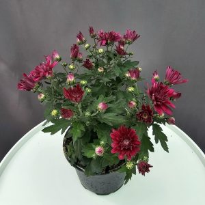 Krizantém HU lila↑25cm ⊘12cm