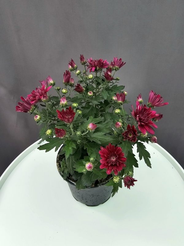 Krizantém HU lila↑25cm ⊘12cm
