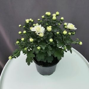 Krizantém HU fehér ↑25cm ⊘12cm