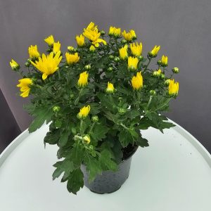 Krizantém HU sárga ↑25cm ⊘12cm