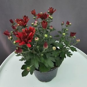 Krizantém HU bordó ↑25cm ⊘12cm