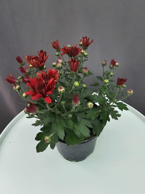 Krizantém HU bordó ↑25cm ⊘12cm