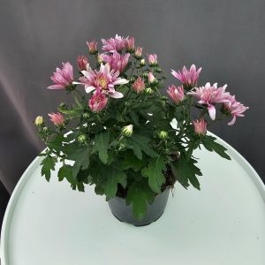 Krizantém HU rózsaszín↑25cm ⊘12cm