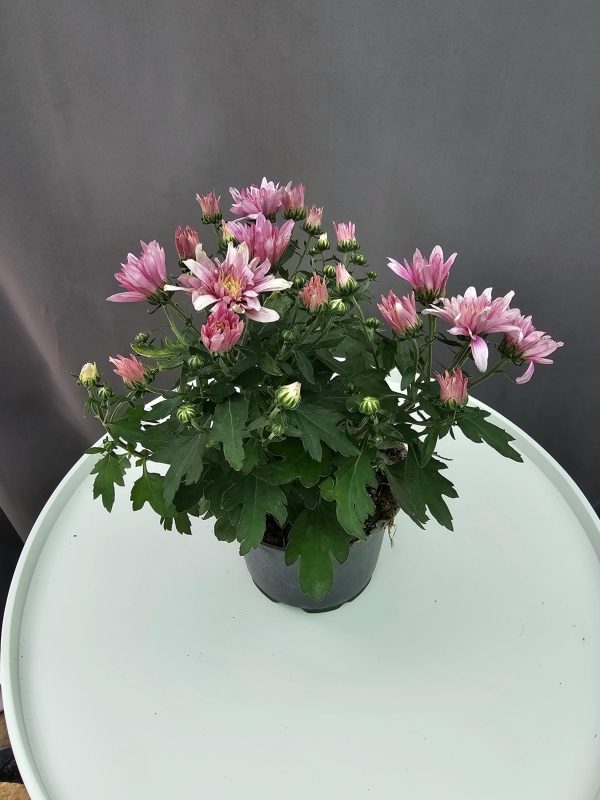 Krizantém HU rózsaszín↑25cm ⊘12cm