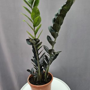 Zamioculcas Raven ↑60cm ⊘17cm