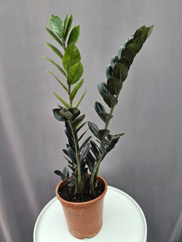 Zamioculcas Raven ↑60cm ⊘17cm