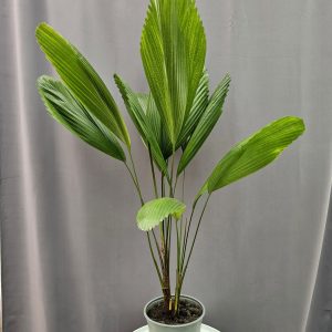 Licuala Grandis - Bokorpálma ↑80cm ⊘19cm