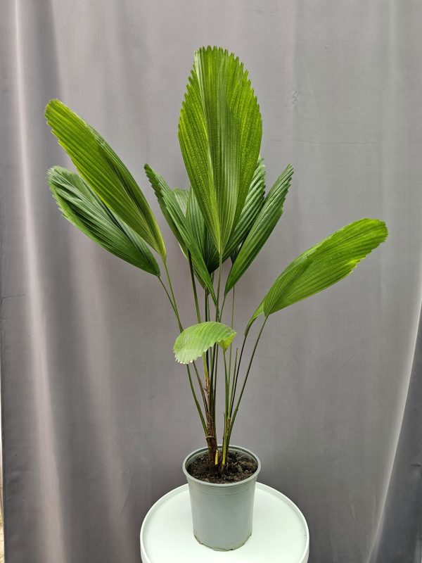 Licuala Grandis - Bokorpálma ↑80cm ⊘19cm