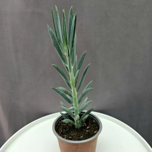 Curio Mount Everest ↑20cm ⊘14cm