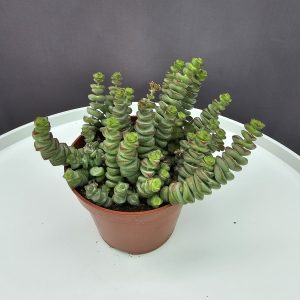 Crassula marnieriana ↑20cm ⊘10cm