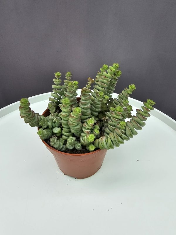 Crassula marnieriana ↑20cm ⊘10cm