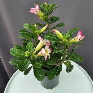 Adenium - Rózsaszín sivatagi rózsa ↑30cm ⊘14cm