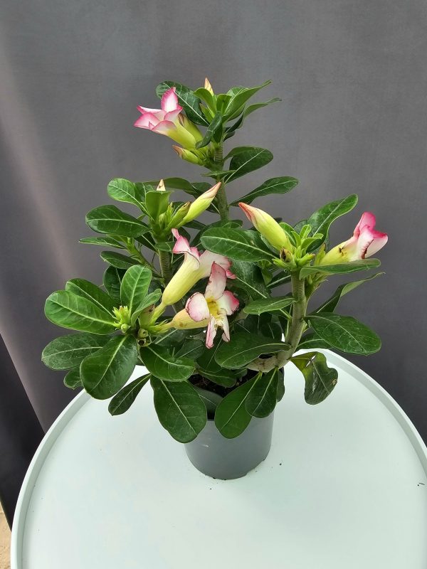 Adenium - Rózsaszín sivatagi rózsa ↑30cm ⊘14cm