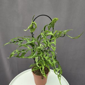 Monstera Obliqua Peru ↑35cm ⊘12cm