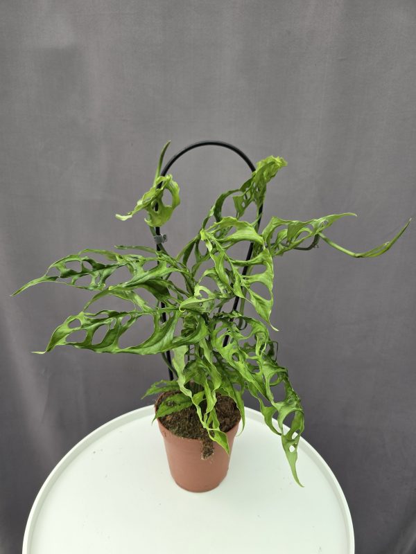 Monstera Obliqua Peru ↑35cm ⊘12cm