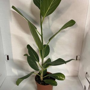 Ficus Audrey