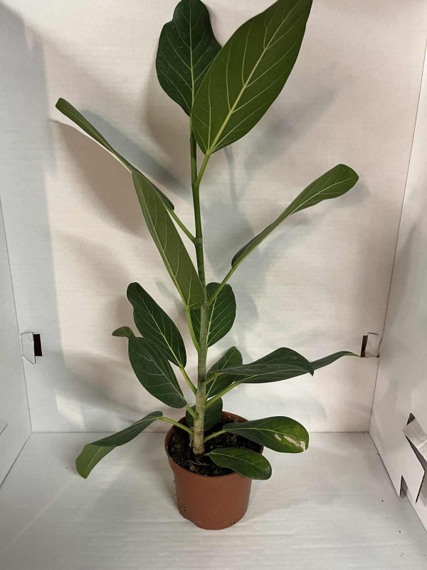 Ficus Audrey