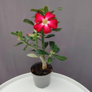 Adenium - Sivatagi rózsa piros ↑30cm ⊘9cm