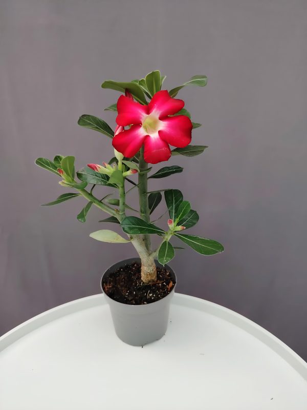 Adenium - Sivatagi rózsa piros ↑30cm ⊘9cm