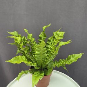 Asplenium - Madárfészek páfrány ↑25cm ⊘12cm
